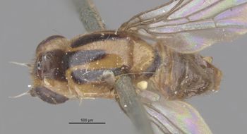 Media type: image;   Entomology 13363 Aspect: habitus dorsal view